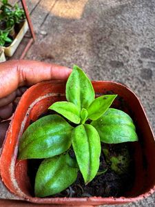 Baby Sunrose Plant