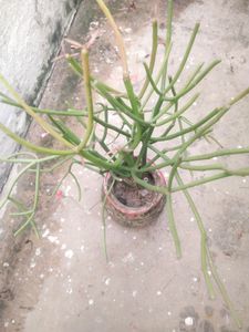 Pencil  Cactus Very Healthy Plant