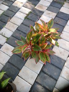 10 Live Root Plants