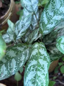 10 Live Root Plants