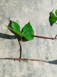 Six Morning Glory Saplings