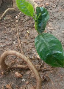 Jackfruit Plant Sapling