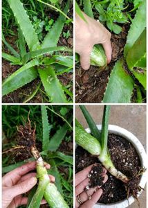 Aloevera 5 plants Set