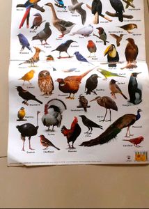 Educational Animal Alphabet Posters