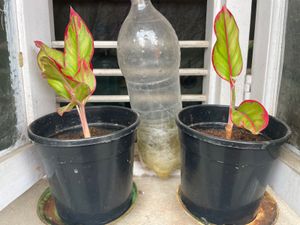Live Plant For Sale - 6 Nos