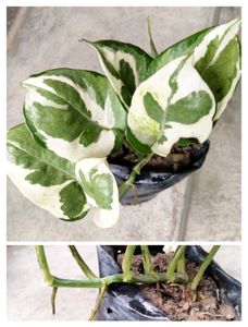 Available (Varities Of Pothos Combo)