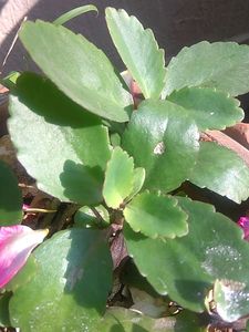 Patharchatta Plant