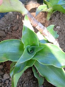 Callisia fragrans Hanging Plant