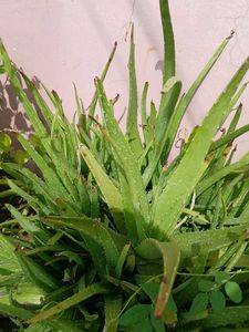 Aloe Vera Plant