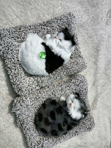 Music 🎶 Cat One