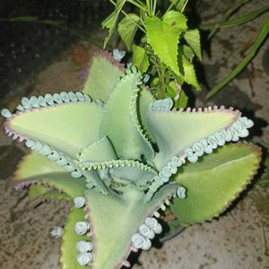 Beautiful 3 Plants For ₹100