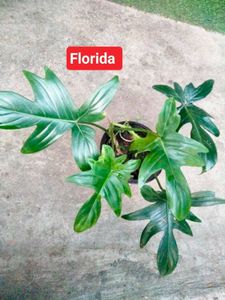 Assorted Plants Combo