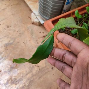 Bhramakamalam (Epiphyllum Anguliger) Plant