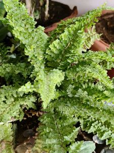 Nephrolepis fern
