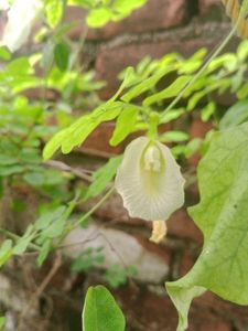 Aprajita Blue And White Flower Seed