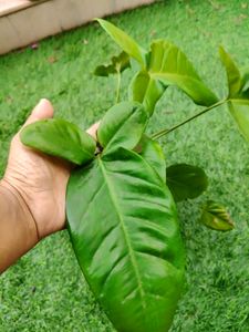 Syngonium Trileaf Wonder