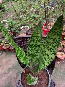 Snake Plant