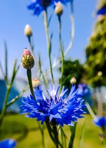 Cornflowers Seeds Mixed Colors