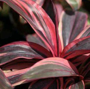 Cordyline Plant in Pot