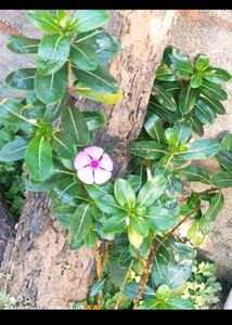 Combo Plant