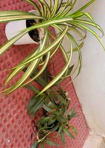 Set 2 Moses In The Cardle &amp; Pandanus veitchiiPlant