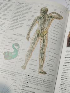 Illustrated Oxford Dictionary - Dorling Kindersley