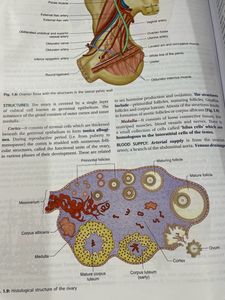 DC Dutta, Textbook of Obstetrics 9th Edition