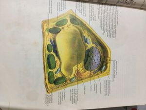 BOTANY BOOK 📕