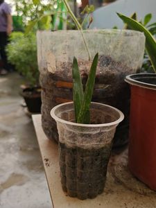 Alovera Sapling