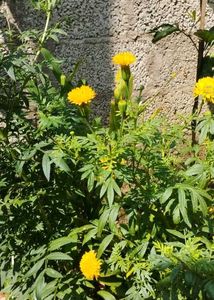 Orange Marigold Plant