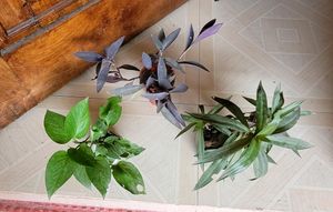 3 set evergreen Plants🪴