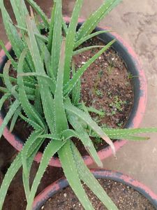 Plants