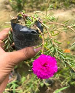 Dark Pink Portula Plant 🌺