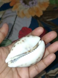 Natural Cowrie Shell
