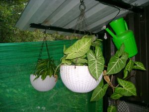 Sony Cybershot Dsc S500 Digital Camera