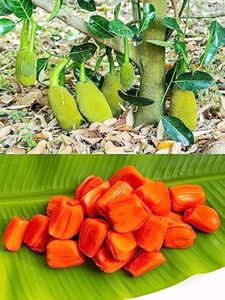 Jackfruit Live Plant Pack Of 1