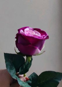 Hot  Velvet Rose In 💜💜 Colour