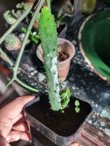 Small Barrel Cactus