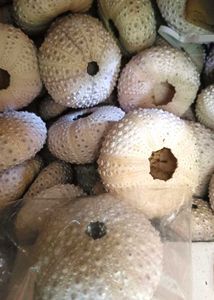 Rare Shells - Artistic Style - Home Decor