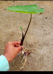 Taro Plants Bulbs (2 Pieces)