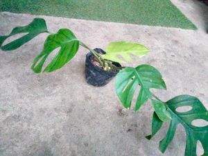Beautiful Leafs Plants Combo