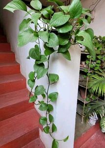 Evergreen Money Plant &amp; Pot