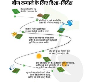 Cucumber Hybrid Seeds ककड़ी/खीरा के बीज
