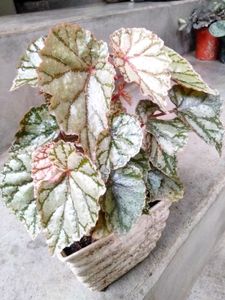 Assorted Plants