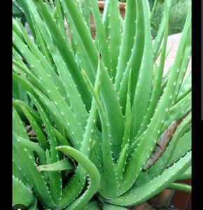 anti dandruff shampoo