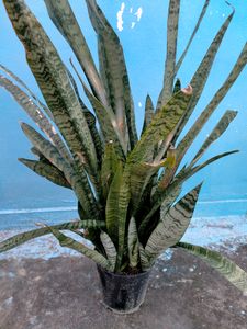 Snake Plant