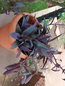 Purple Heart Queen Plant