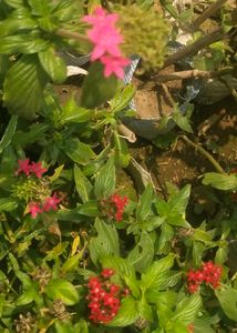 Pentas All Seasion Flowering Plant