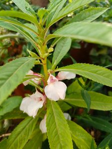 Combo Seeds Of Blue Pea Flower And Light Pink Bal