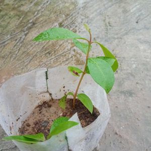 Facewash With Plants